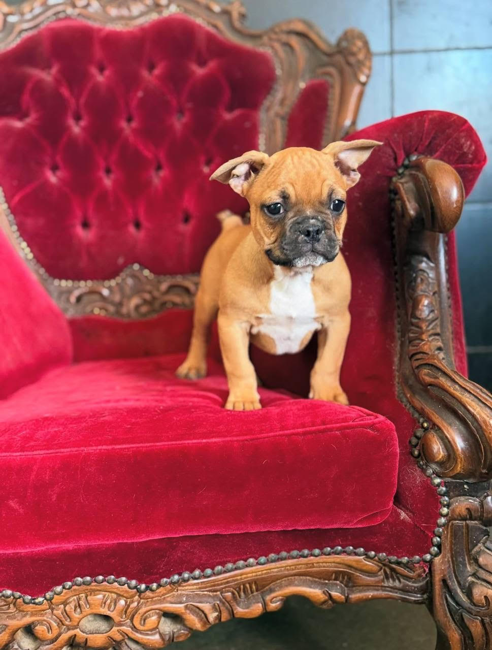 Otis male French Bulldog